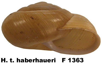 H. t. haberhaueri