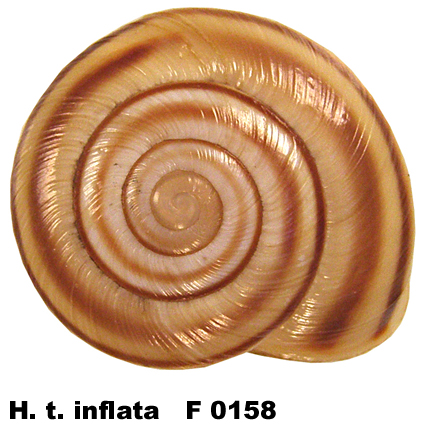 H. t. inflata