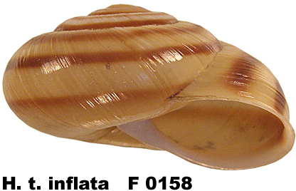 H. t. inflata