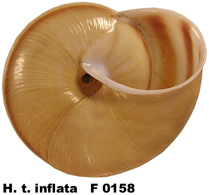 H. t. inflata