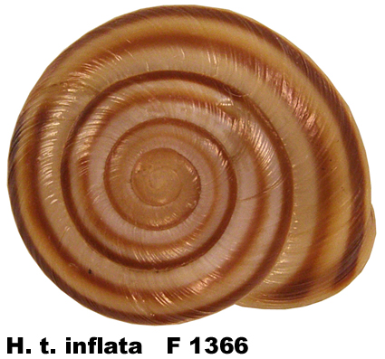 H. t. inflata