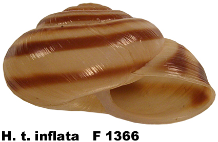 H. t. inflata