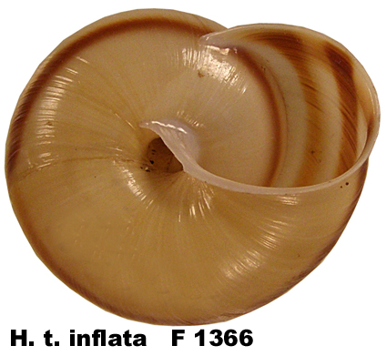 H. t. inflata