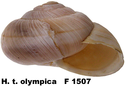 H. t. olympica