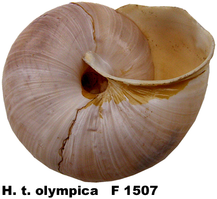 H. t. olympica