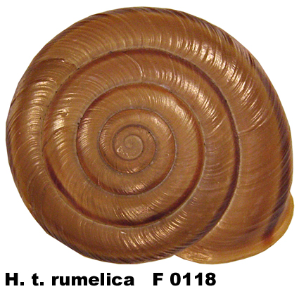 H. t. rumelica