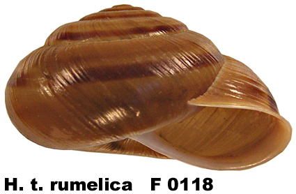 H. t. rumelica