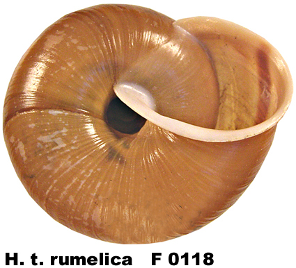 H. t. rumelica