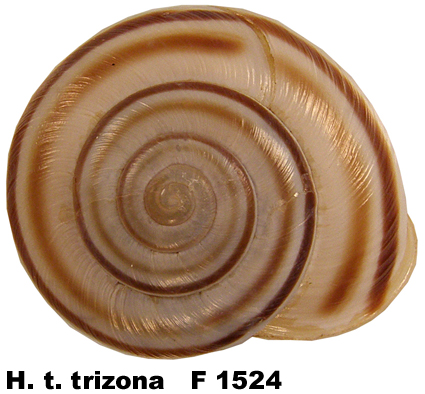 H. t. trizona