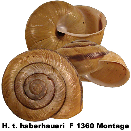 H. t. haberhaueri