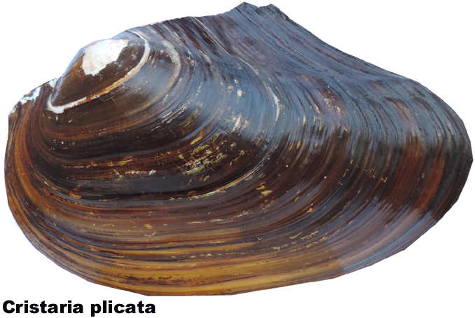 Cristaria plicata