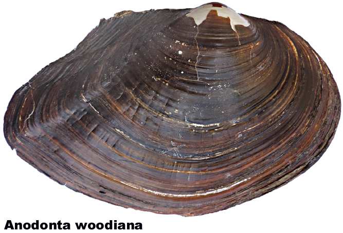 Anodonta woodiana