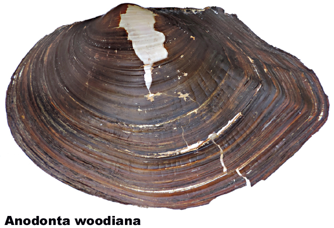 Anodonta woodiana