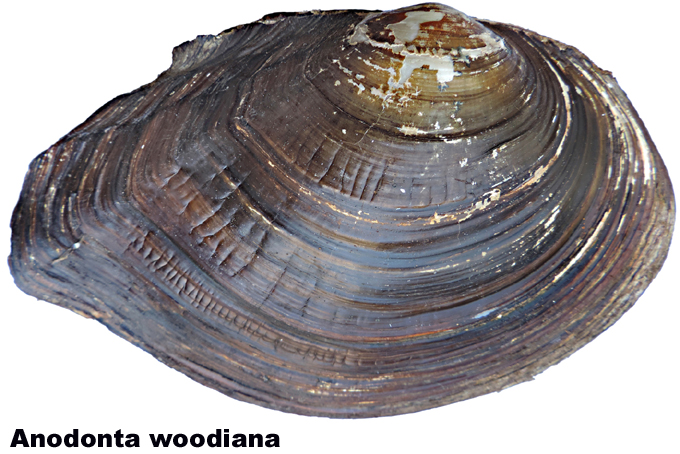 Anodonta woodiana