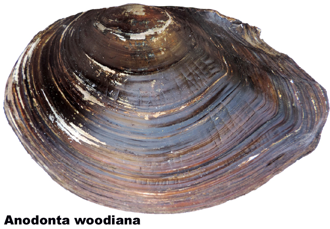 Anodonta woodiana