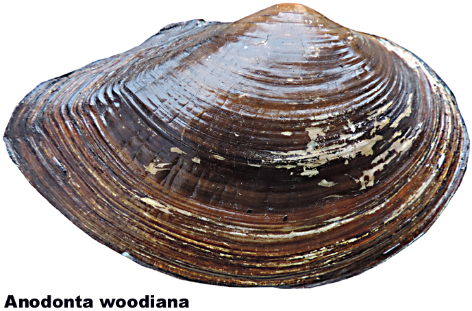 Anodonta woodiana