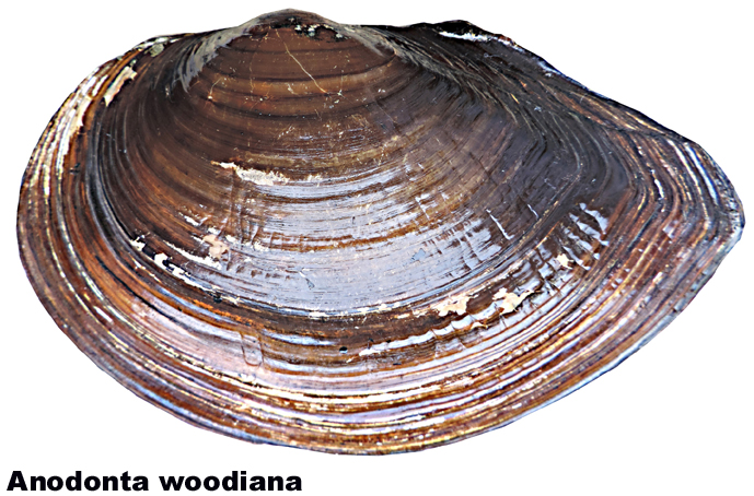 Anodonta woodiana