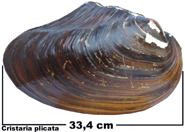 Cristaria plicata