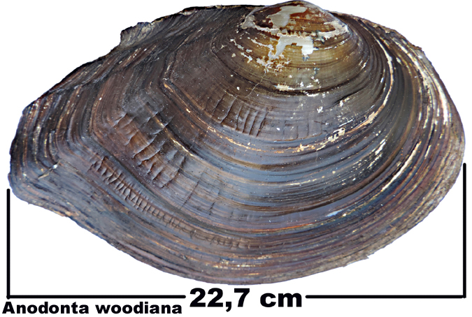 Anodonta woodiana