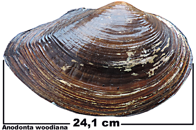 Anodonta woodiana