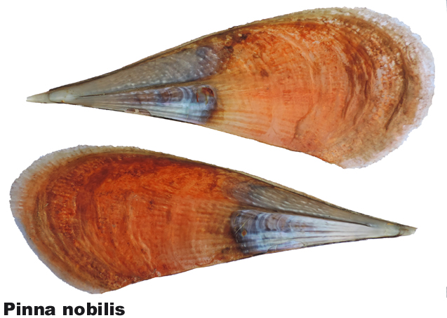 Pinna nobilis