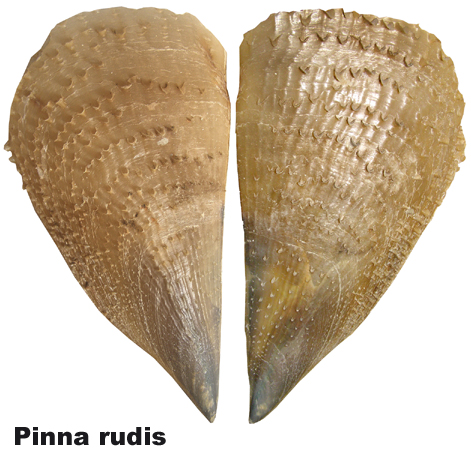 Pinna rudis