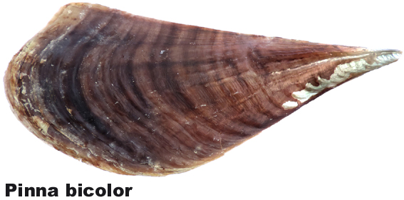 Pinna bicolor