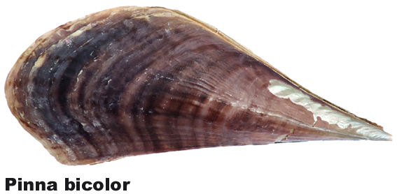 Pinna bicolor