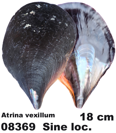 Atrina vexillum