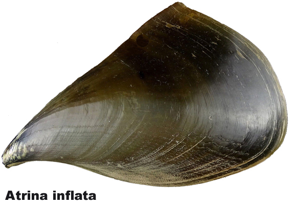 Atrina inflata