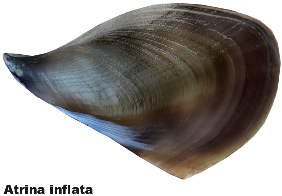 Atrina inflata