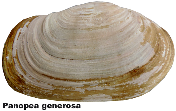 Panopea generosa