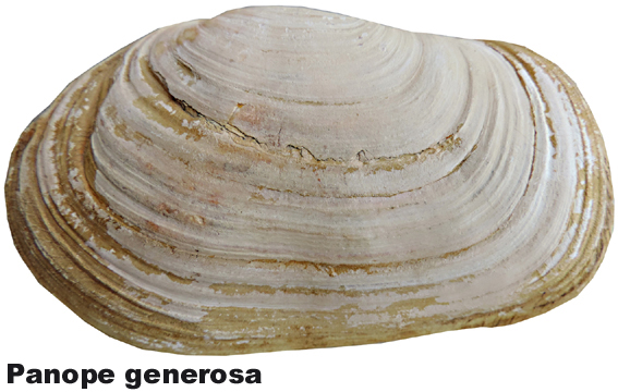 Panopea generosa