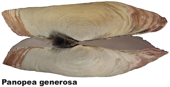 Panopea generosa