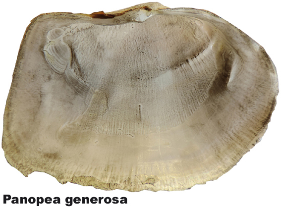 Panopea generosa