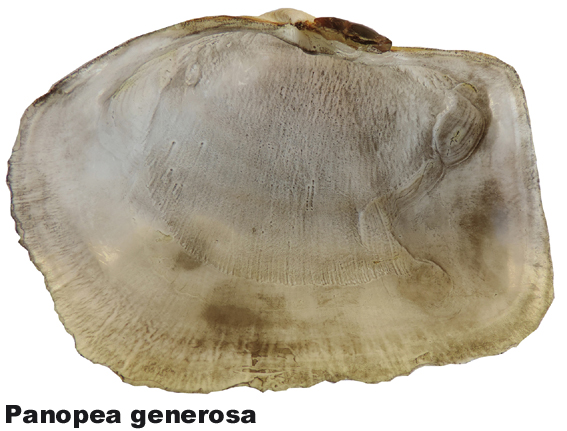 Panopea generosa