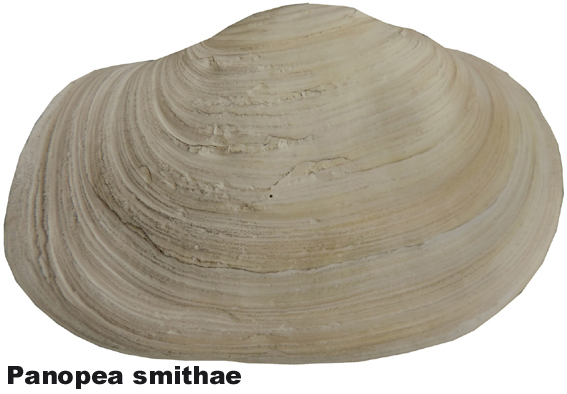 Panopea smithae