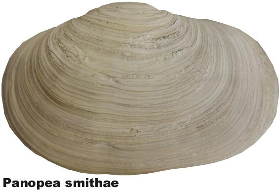 Panopea smithae