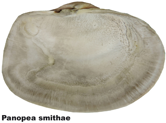 Panopea smithae
