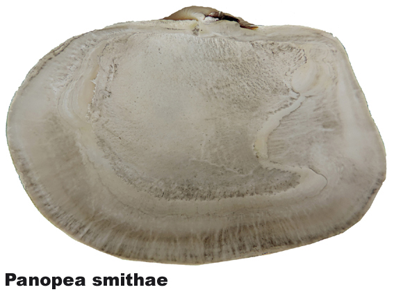 Panopea smithae