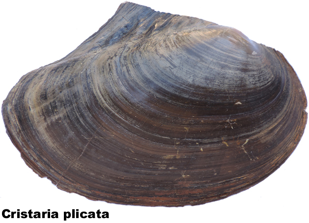 Cristaria plicata