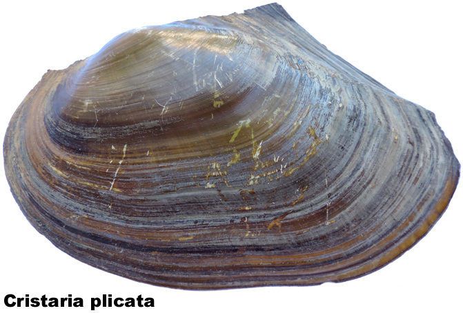 Cristaria plicata