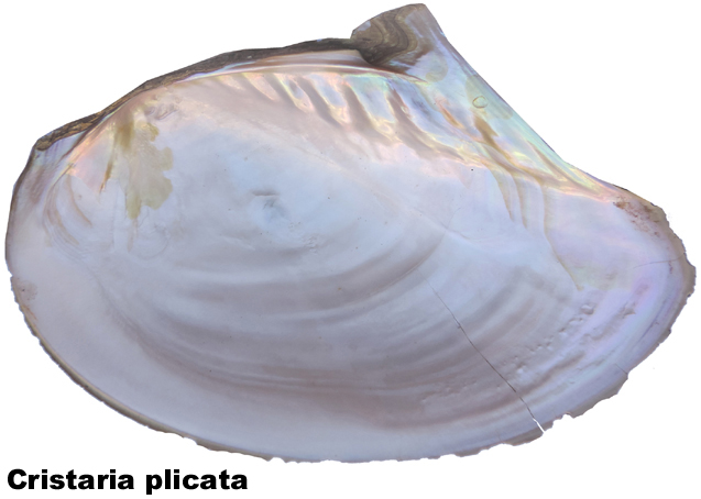 Cristaria plicata