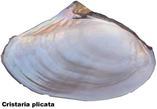 Cristaria plicata