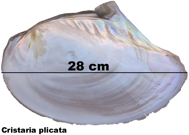 Cristaria plicata