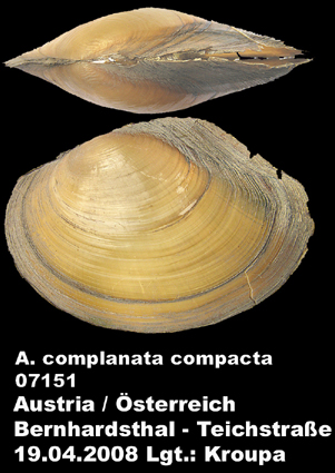 Anodonta complanata