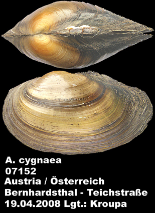 Anodonta cygnaea