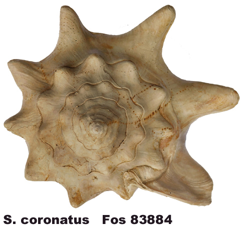 Strombus coronatus