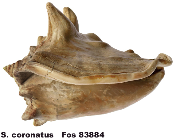 Strombus coronatus