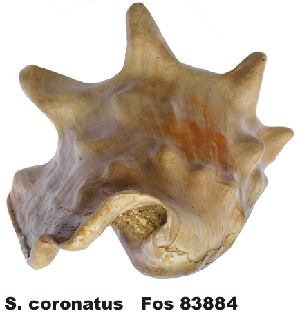 Strombus coronatus